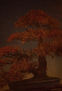 http://peterwaterschoot.com:443/files/gimgs/th-13_bonsai.jpg