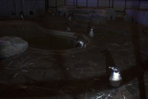 http://peterwaterschoot.com:443/files/gimgs/th-14_e.jpg